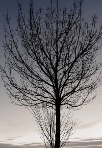 DSC_8551_DxO_lzn_DxO