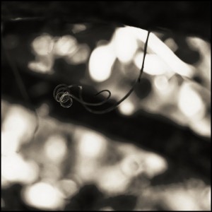 DSC_0979_DxO  