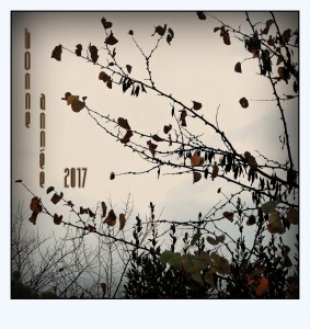 DSC_8247_DxO_DxO