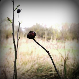 photo002 