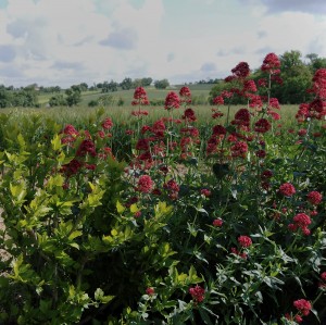 photo008 