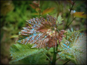 photo014 