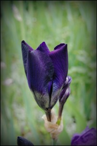 photo015 