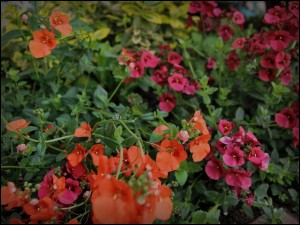 photo016 