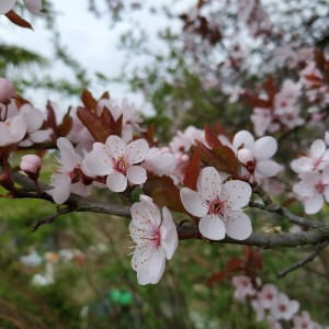 IMG_20190310_164047_966 (Copier)  