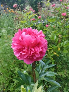 IMG_20190525_181226 (Copier)  