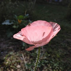 IMG_20190627_145727_596 (Copier)  