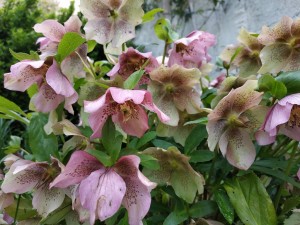 IMG_20200310_124929 (Copier)  