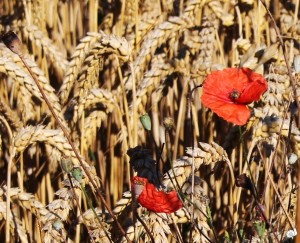 Gentil coquelicot !     