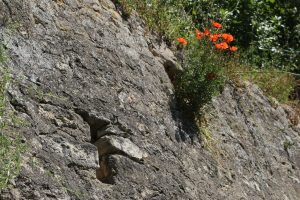 Coquelicots