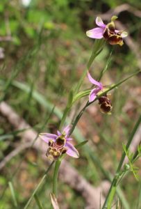 Orchidee-becasse
