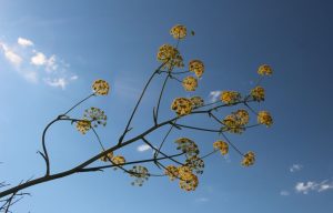 Une-fleur-de-ferrule