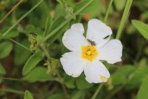 insecte-sur-ciste