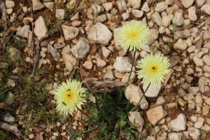 insecte-sur-fleurs-jaunes