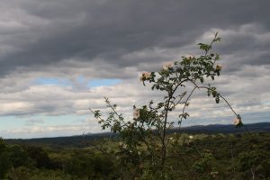 Paysage-1