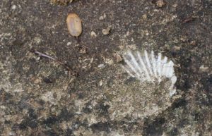 trace-coquille-saint-Jacques