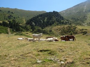 Coueou-Cabane-de-Prat-16