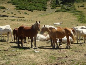 Coueou-Cabane-de-Prat-19