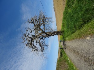 St Sauvy  montagne de l'Arrats (8)