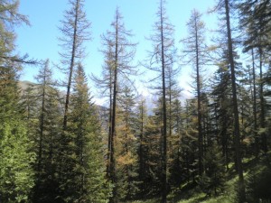 8 les mélèzes